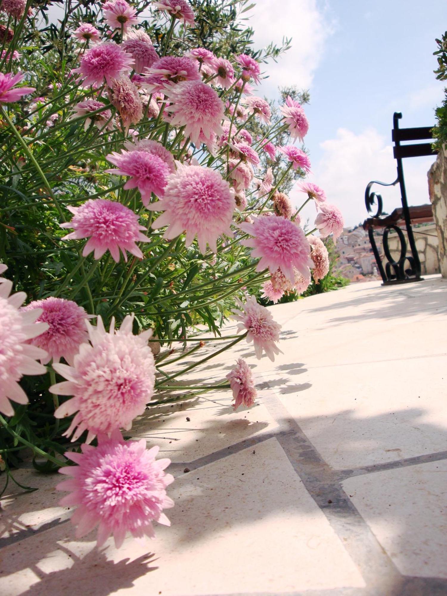 Apartments Olive Tree Đảo Hvar Ngoại thất bức ảnh